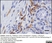 Anti Mouse F4/80 Antibody, clone Cl:A3-1 thumbnail image 47