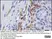 Anti Mouse F4/80 Antibody, clone Cl:A3-1 thumbnail image 47