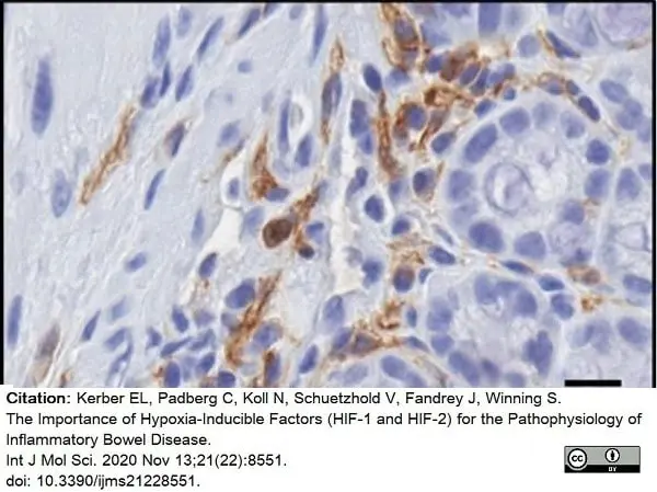 Anti Mouse F4/80 Antibody, clone Cl:A3-1 gallery image 47
