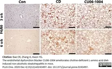 Anti Mouse F4/80 Antibody, clone Cl:A3-1 gallery image 48