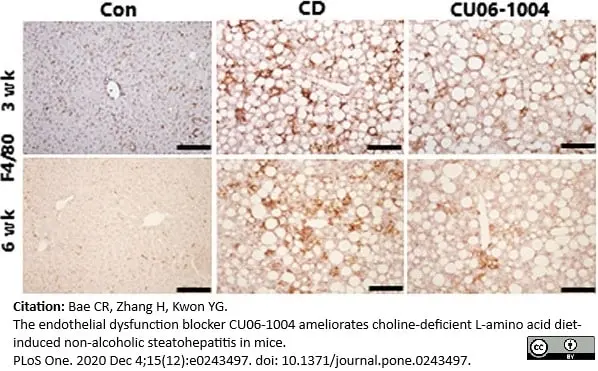 Anti Mouse F4/80 Antibody, clone Cl:A3-1 gallery image 48