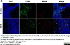 Anti Mouse F4/80 Antibody, clone Cl:A3-1 gallery image 49