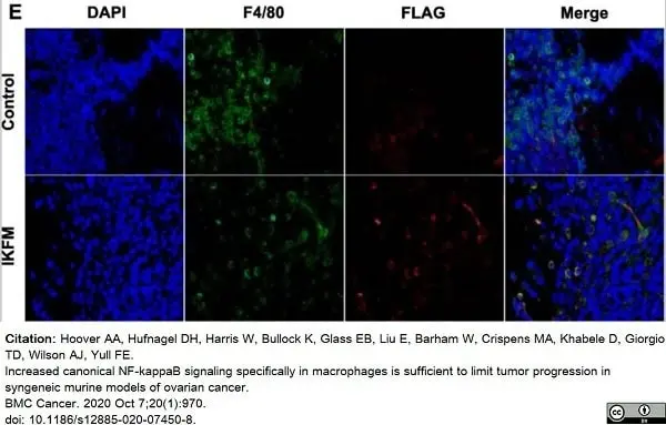 Anti Mouse F4/80 Antibody, clone Cl:A3-1 gallery image 49