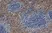 Anti Mouse F4/80 Antibody, clone Cl:A3-1 thumbnail image 5