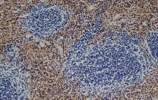 Anti Mouse F4/80 Antibody, clone Cl:A3-1 gallery image 5