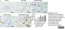 Anti Mouse F4/80 Antibody, clone Cl:A3-1 gallery image 50