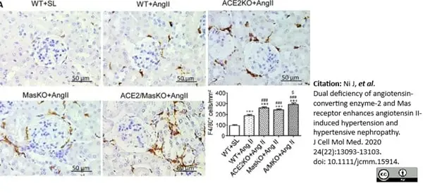Anti Mouse F4/80 Antibody, clone Cl:A3-1 gallery image 50