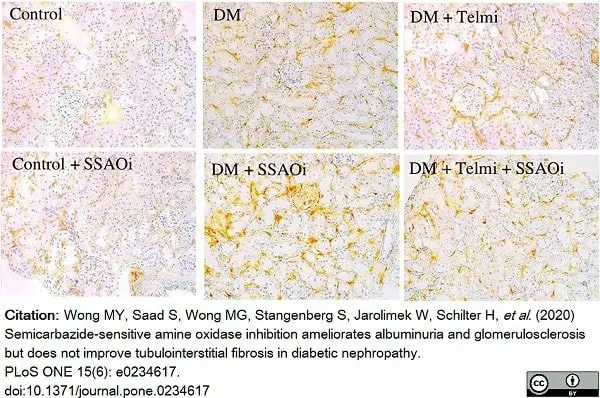 Anti Mouse F4/80 Antibody, clone Cl:A3-1 gallery image 55