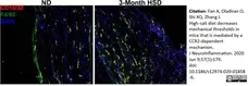 Anti Mouse F4/80 Antibody, clone Cl:A3-1 gallery image 58