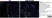 Anti Mouse F4/80 Antibody, clone Cl:A3-1 thumbnail image 58