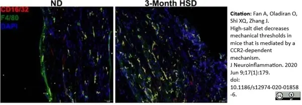 Anti Mouse F4/80 Antibody, clone Cl:A3-1 gallery image 58