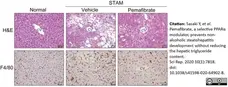 Anti Mouse F4/80 Antibody, clone Cl:A3-1 gallery image 59