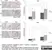 Anti Mouse F4/80 Antibody, clone Cl:A3-1 thumbnail image 6