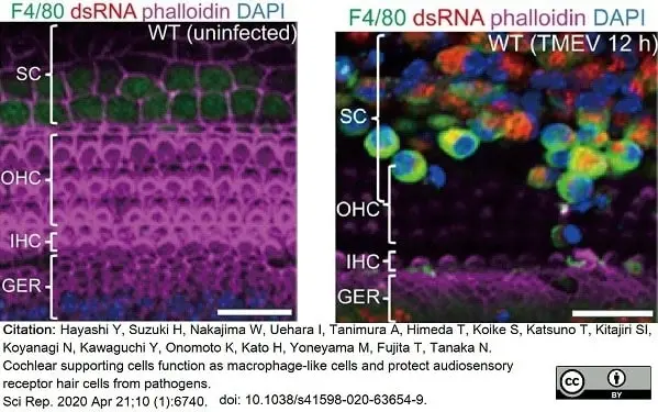 Anti Mouse F4/80 Antibody, clone Cl:A3-1 gallery image 60