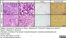 Anti Mouse F4/80 Antibody, clone Cl:A3-1 gallery image 61