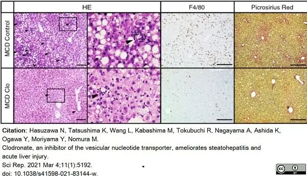 Anti Mouse F4/80 Antibody, clone Cl:A3-1 gallery image 61