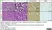Anti Mouse F4/80 Antibody, clone Cl:A3-1 thumbnail image 62