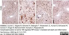 Anti Mouse F4/80 Antibody, clone Cl:A3-1 gallery image 63