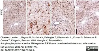 Anti Mouse F4/80 Antibody, clone Cl:A3-1 gallery image 63