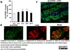 Anti Mouse F4/80 Antibody, clone Cl:A3-1 gallery image 65