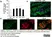 Anti Mouse F4/80 Antibody, clone Cl:A3-1 thumbnail image 65