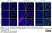 Anti Mouse F4/80 Antibody, clone Cl:A3-1 thumbnail image 66