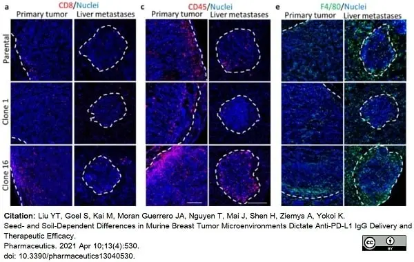 Anti Mouse F4/80 Antibody, clone Cl:A3-1 gallery image 66