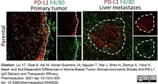 Anti Mouse F4/80 Antibody, clone Cl:A3-1 gallery image 67