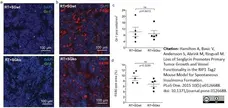Anti Mouse F4/80 Antibody, clone Cl:A3-1 gallery image 7