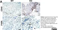Anti Mouse F4/80 Antibody, clone Cl:A3-1 gallery image 72