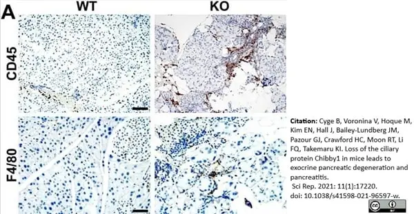 Anti Mouse F4/80 Antibody, clone Cl:A3-1 gallery image 72