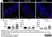 Anti Mouse F4/80 Antibody, clone Cl:A3-1 thumbnail image 73