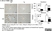 Anti Mouse F4/80 Antibody, clone Cl:A3-1 thumbnail image 73