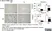 Anti Mouse F4/80 Antibody, clone Cl:A3-1 thumbnail image 74