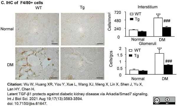 Anti Mouse F4/80 Antibody, clone Cl:A3-1 gallery image 74