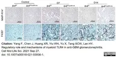 Anti Mouse F4/80 Antibody, clone Cl:A3-1 gallery image 75