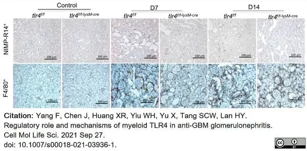 Anti Mouse F4/80 Antibody, clone Cl:A3-1 gallery image 75