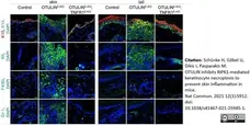 Anti Mouse F4/80 Antibody, clone Cl:A3-1 gallery image 76
