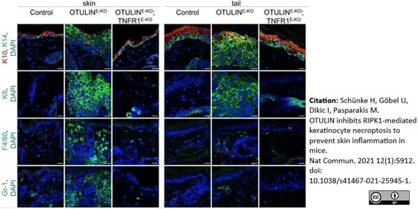 Anti Mouse F4/80 Antibody, clone Cl:A3-1 gallery image 76