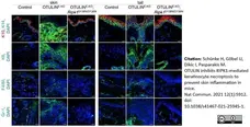 Anti Mouse F4/80 Antibody, clone Cl:A3-1 gallery image 77
