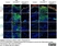 Anti Mouse F4/80 Antibody, clone Cl:A3-1 thumbnail image 76
