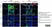 Anti Mouse F4/80 Antibody, clone Cl:A3-1 thumbnail image 77