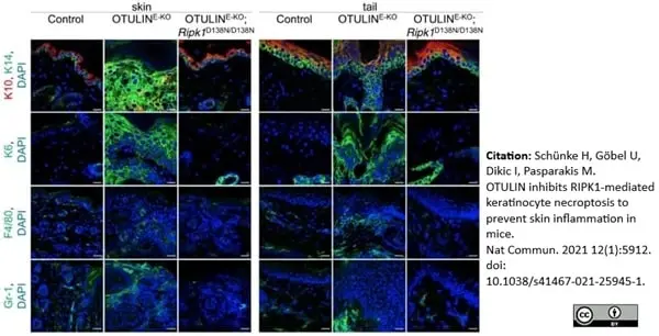Anti Mouse F4/80 Antibody, clone Cl:A3-1 gallery image 77