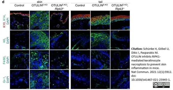 Anti Mouse F4/80 Antibody, clone Cl:A3-1 gallery image 78