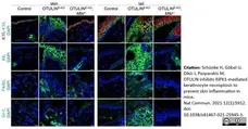 Anti Mouse F4/80 Antibody, clone Cl:A3-1 gallery image 79