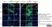 Anti Mouse F4/80 Antibody, clone Cl:A3-1 thumbnail image 79