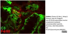 Anti Mouse F4/80 Antibody, clone Cl:A3-1 gallery image 8