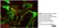 Anti Mouse F4/80 Antibody, clone Cl:A3-1 thumbnail image 8