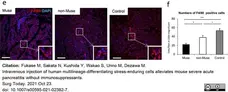 Anti Mouse F4/80 Antibody, clone Cl:A3-1 gallery image 81