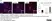 Anti Mouse F4/80 Antibody, clone Cl:A3-1 thumbnail image 81